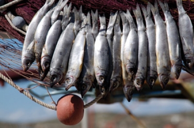 Naoussa Fish Festival