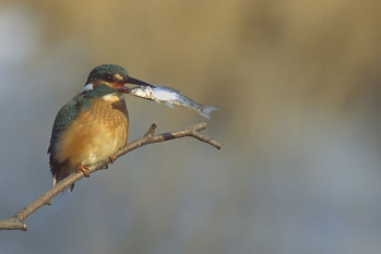 Le règne animal